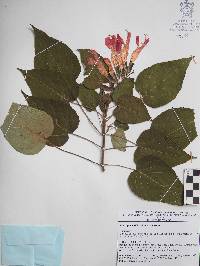 Salvia gesneriiflora image