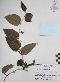 Smilax moranensis image