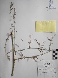 Guadua paniculata image