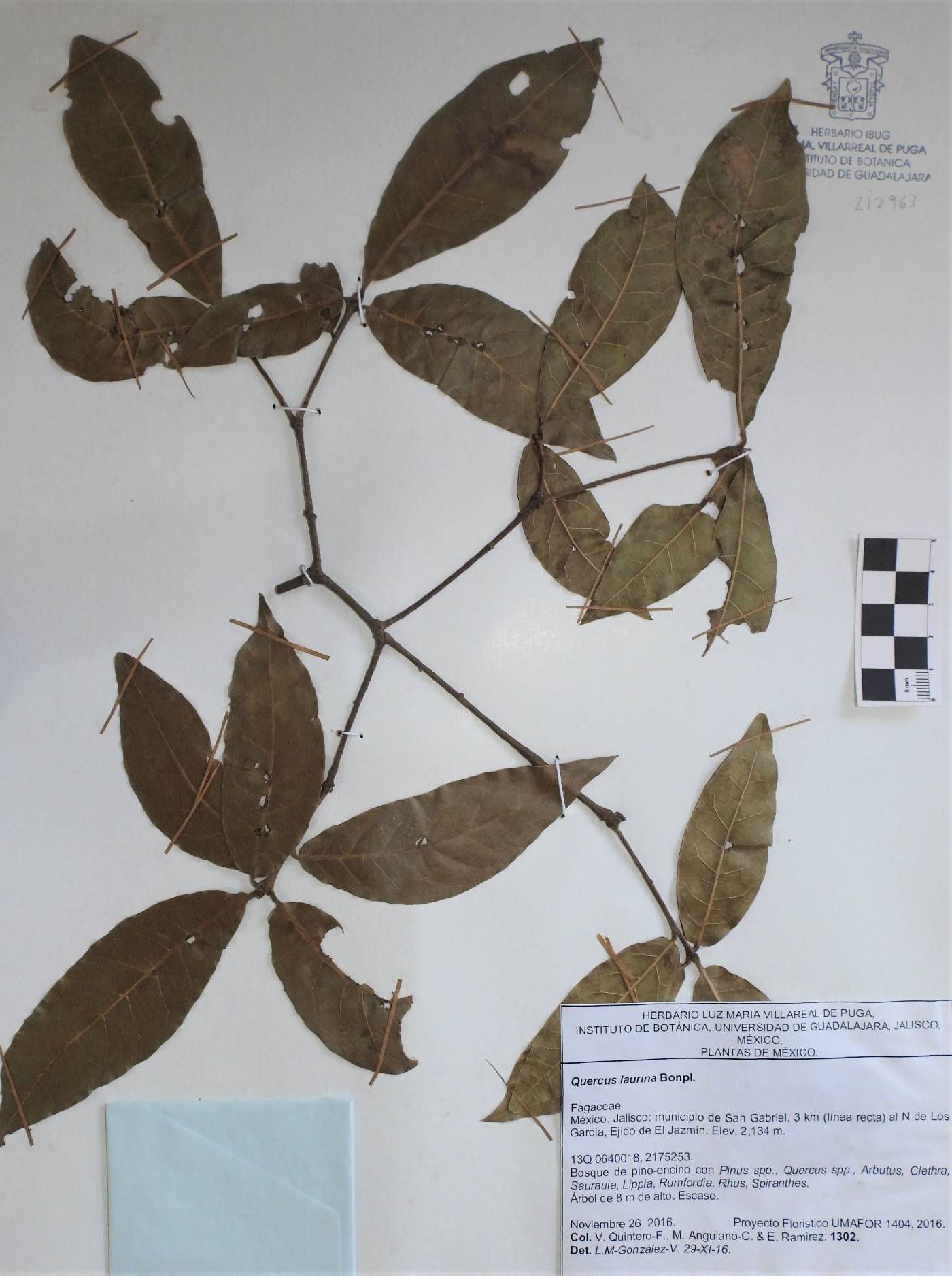 Quercus laurina image