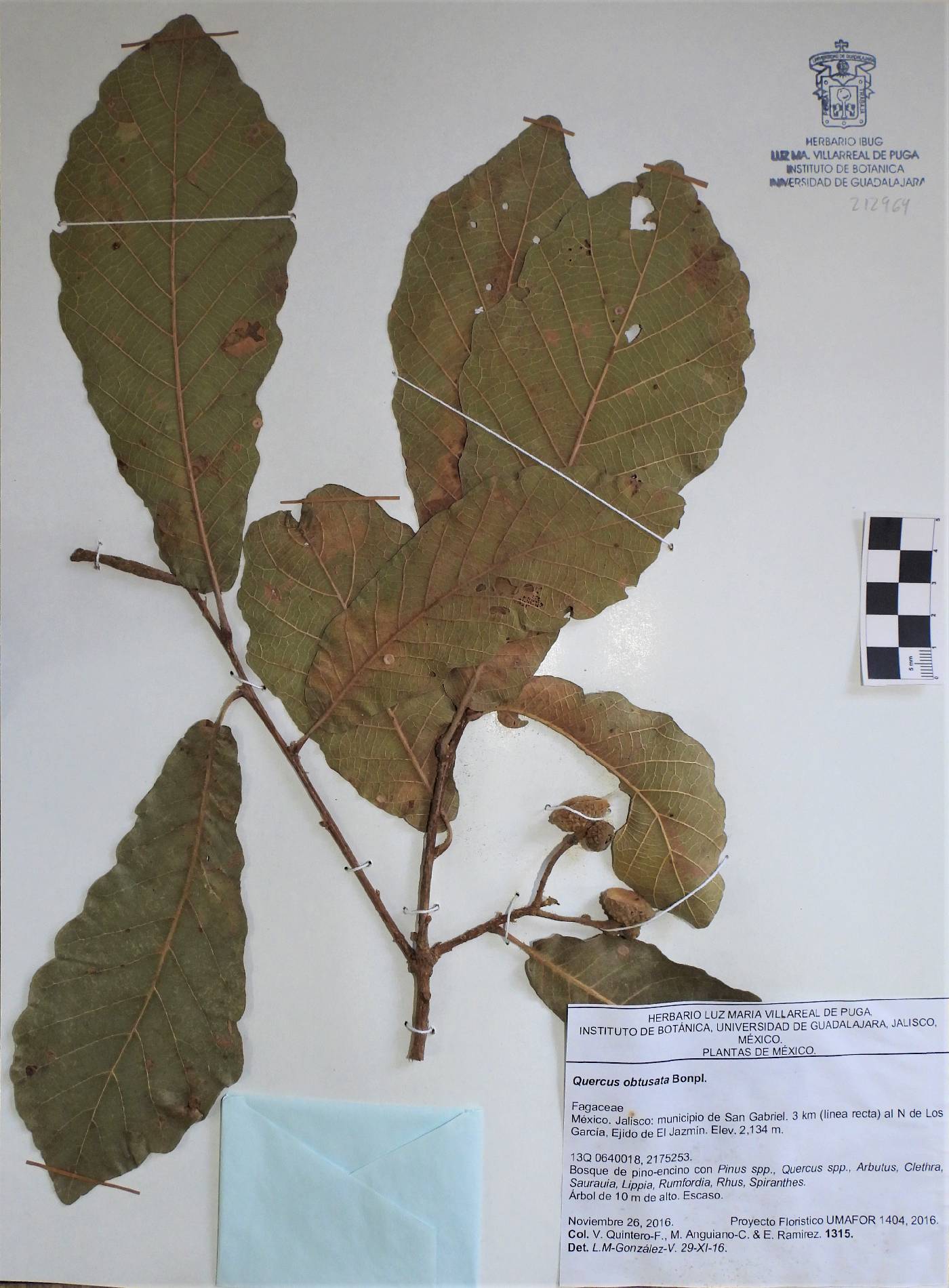 Quercus obtusata image