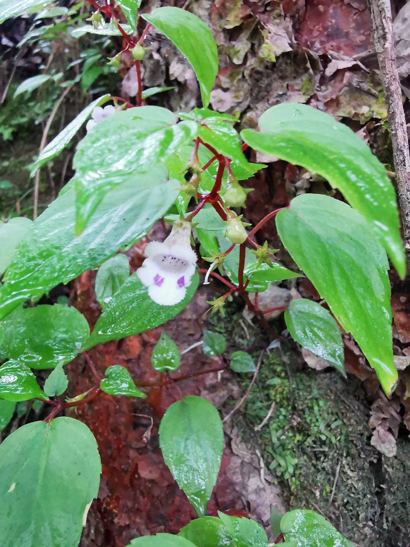 Achimenes fimbriata image