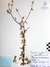 Sclerocarpus divaricatus image