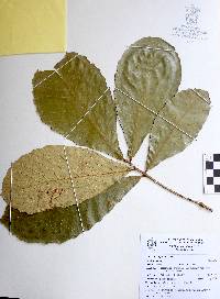 Quercus magnoliifolia image