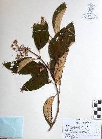 Conostegia xalapensis image