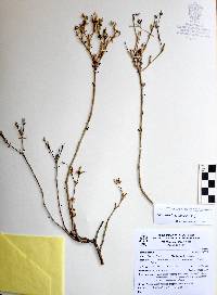 Talinopsis frutescens image