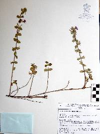 Lythrum vulneraria image