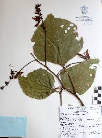 Erythrina breviflora image