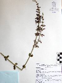 Russelia retrorsa image