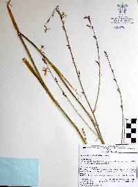 Echeandia longipedicellata image