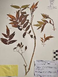 Image of Solanum agrimoniifolium