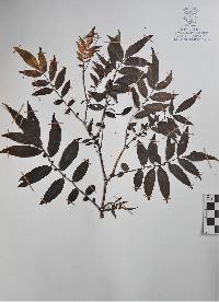 Solanum agrimoniifolium image