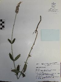 Salvia lavanduloides image