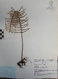 Polypodium sanctae-rosae image