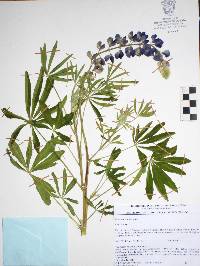 Lupinus exaltatus image