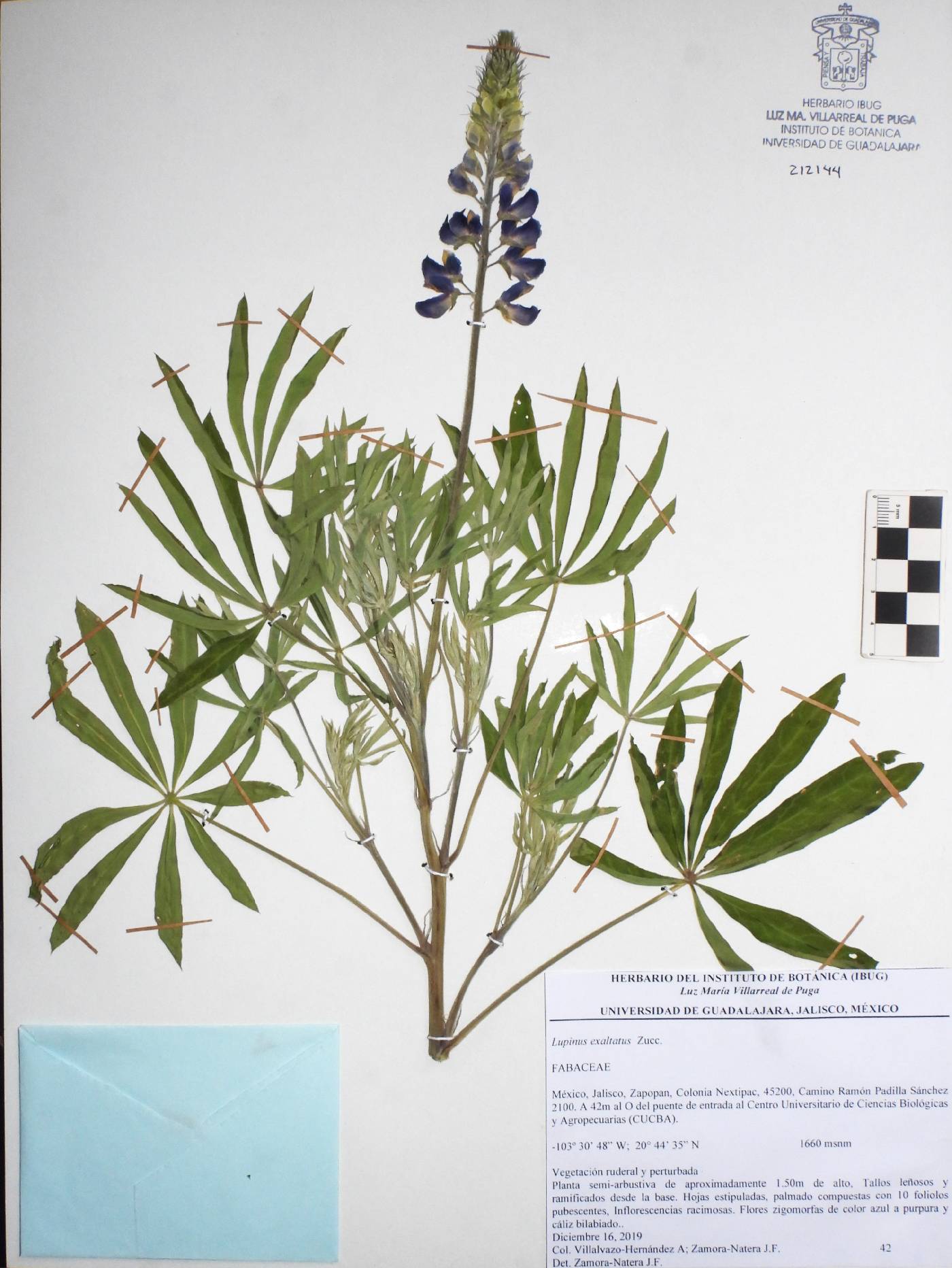 Lupinus exaltatus image