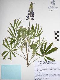 Lupinus exaltatus image