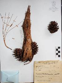 Pinus durangensis image