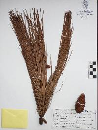 Pinus caribaea image