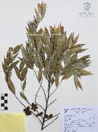 Xylopia frutescens image