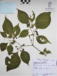 Jaltomata procumbens image