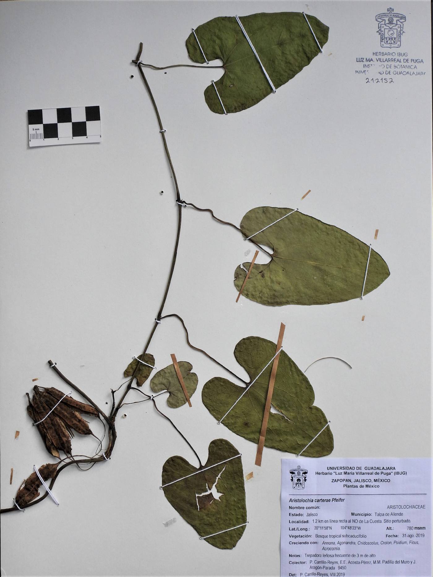 Aristolochia carterae image