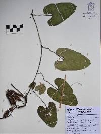 Image of Aristolochia carterae