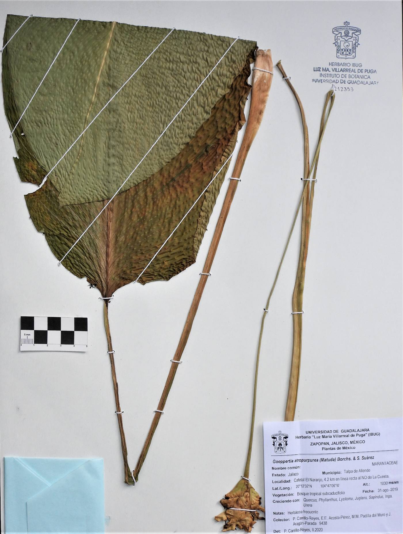 Goeppertia atropurpurea image