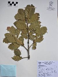 Quercus chihuahuensis image