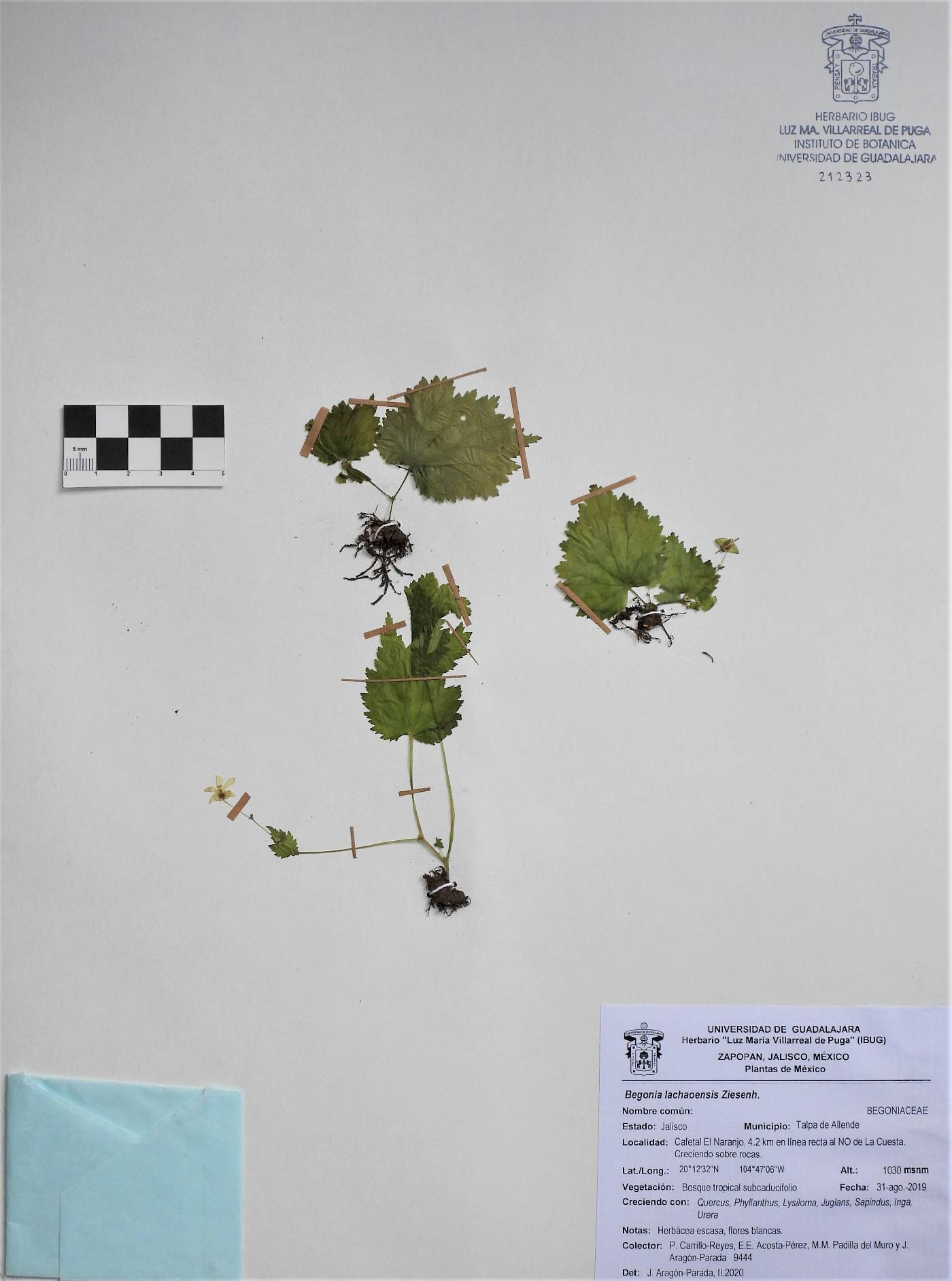 Begonia lachaoensis image