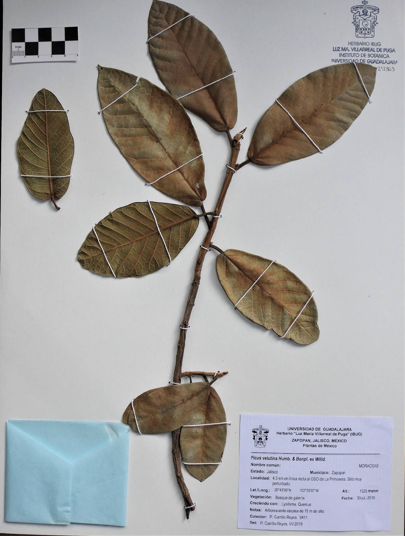 Ficus velutina image