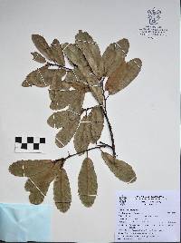 Quercus splendens image