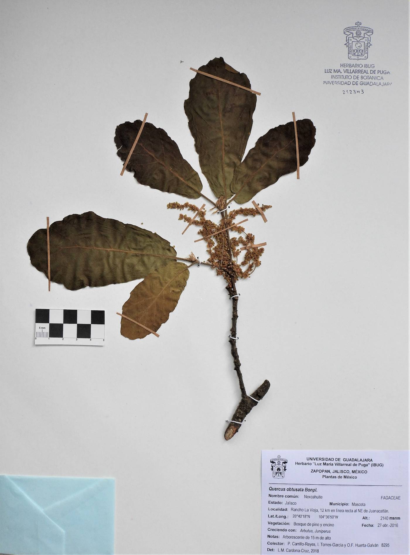 Quercus obtusata image