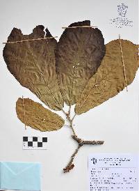 Quercus obtusa image