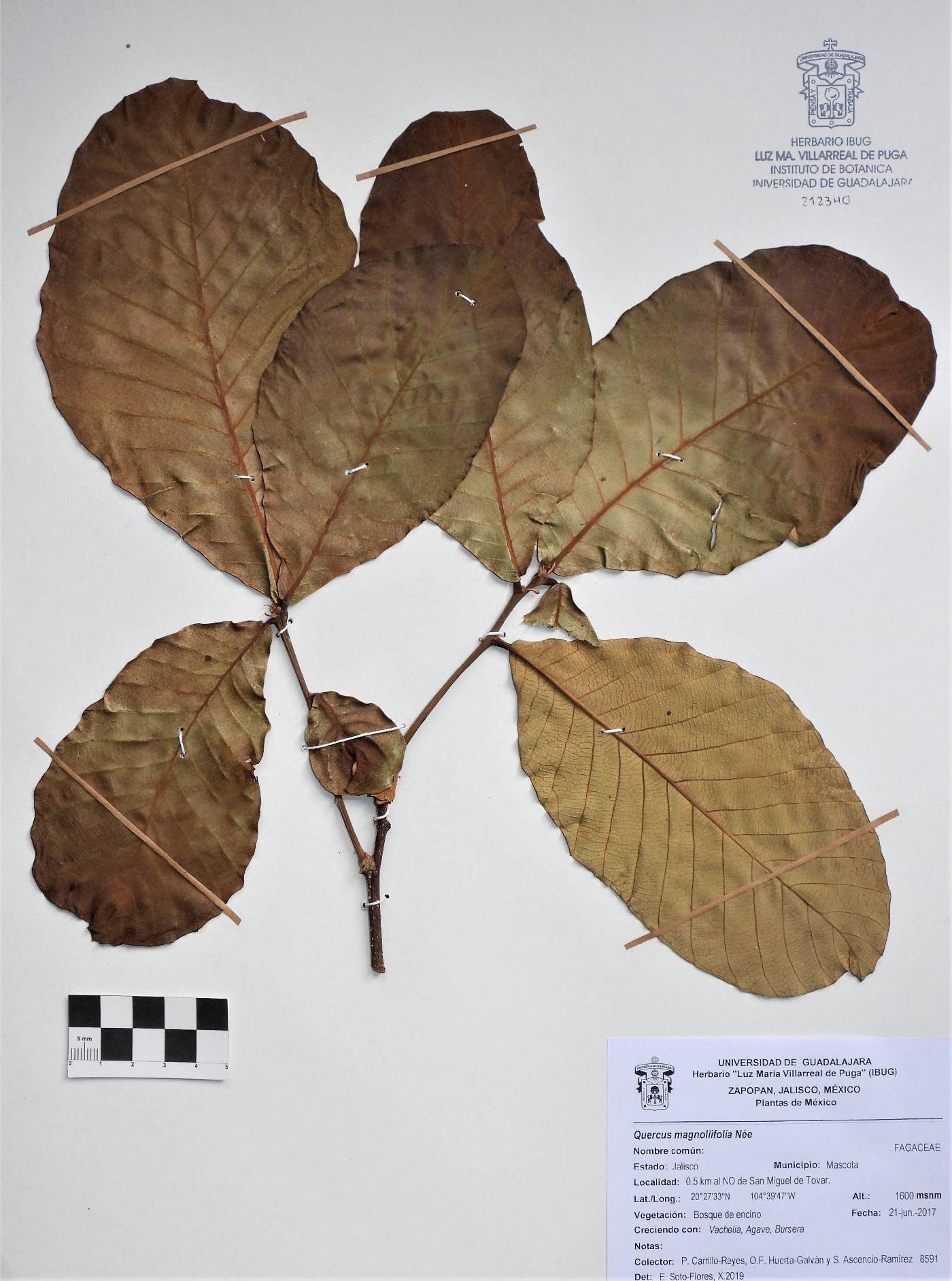 Quercus magnoliifolia image