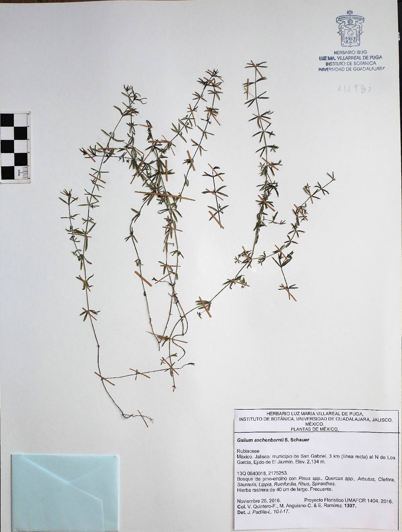 Galium aschenbornii image