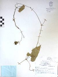 Aristolochia odoratissima image