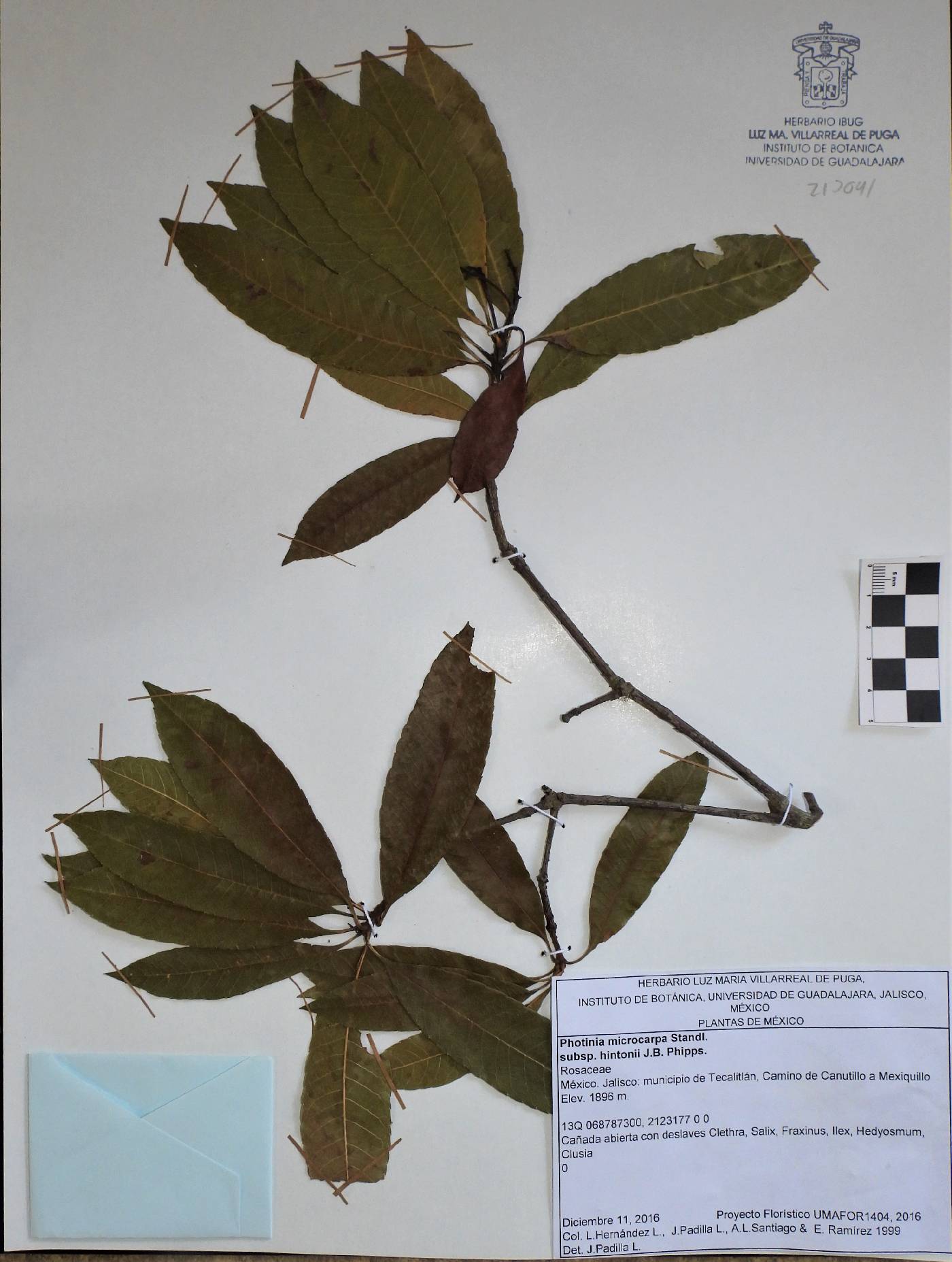 Photinia microcarpa subsp. hintonii image