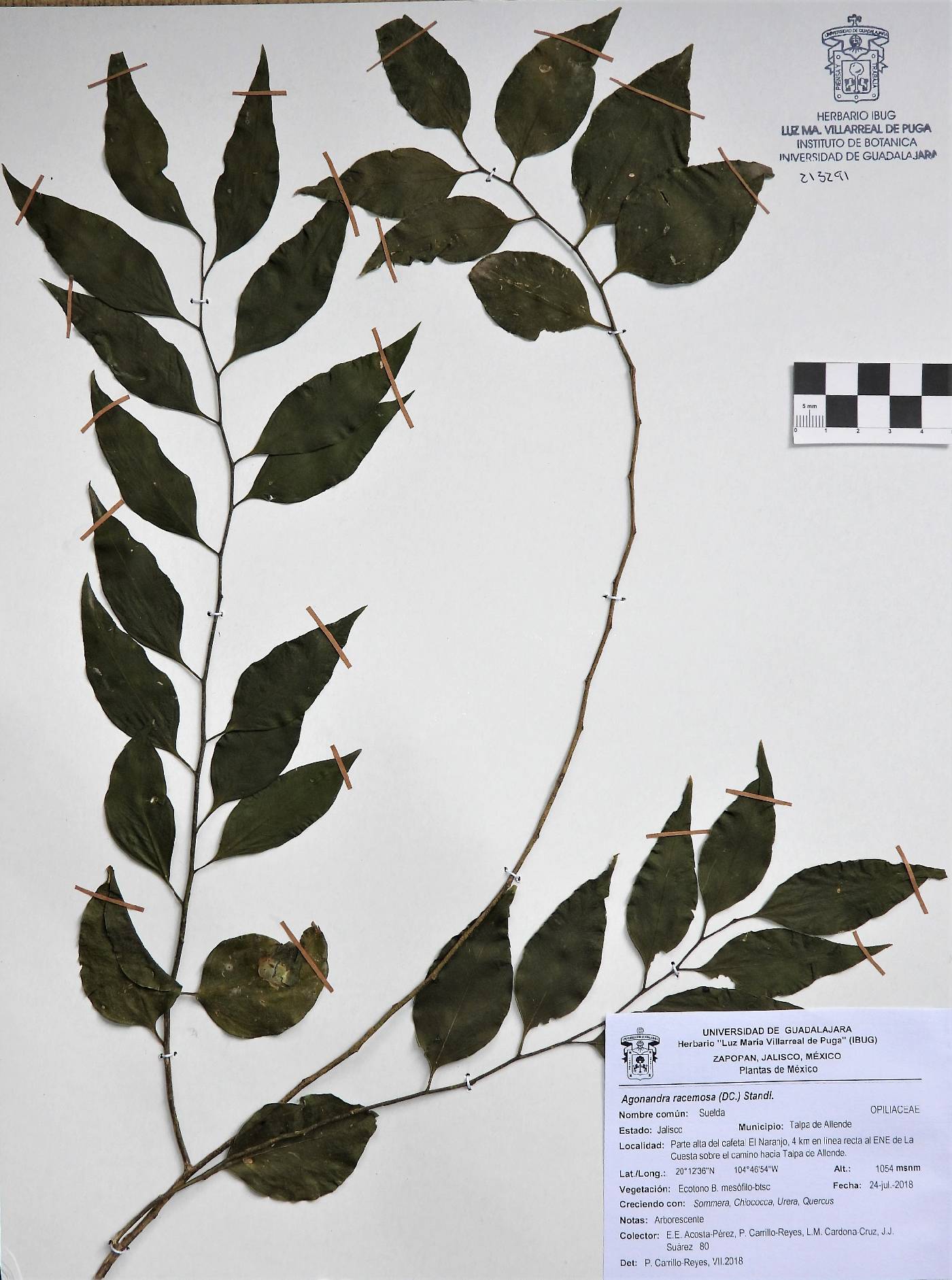 Agonandra image