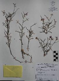 Callisia hintoniorum image