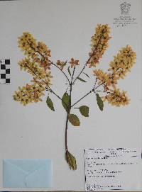 Galphimia paniculata image