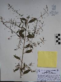 Lopezia racemosa image
