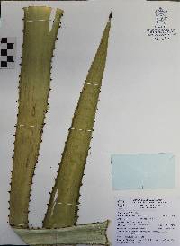 Agave angustifolia image