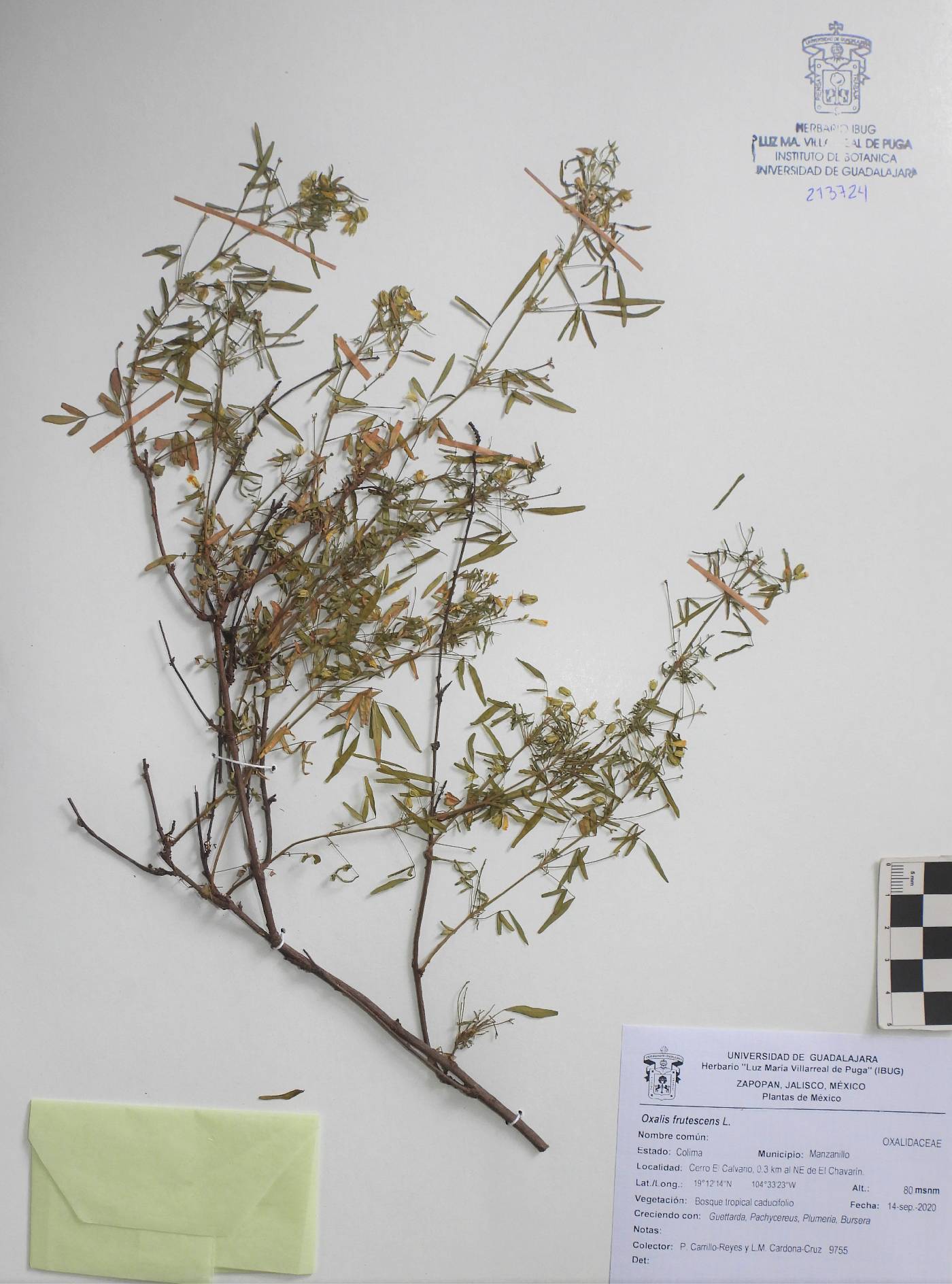 Oxalis frutescens image