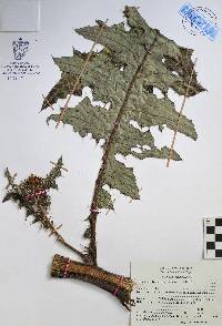 Image of Cirsium lappoides