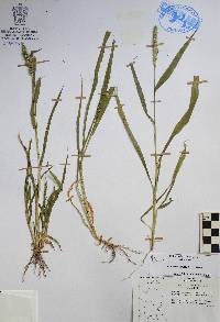 Setaria verticillata image