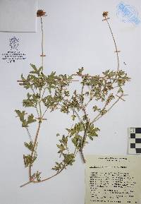 Henricksonia mexicana image