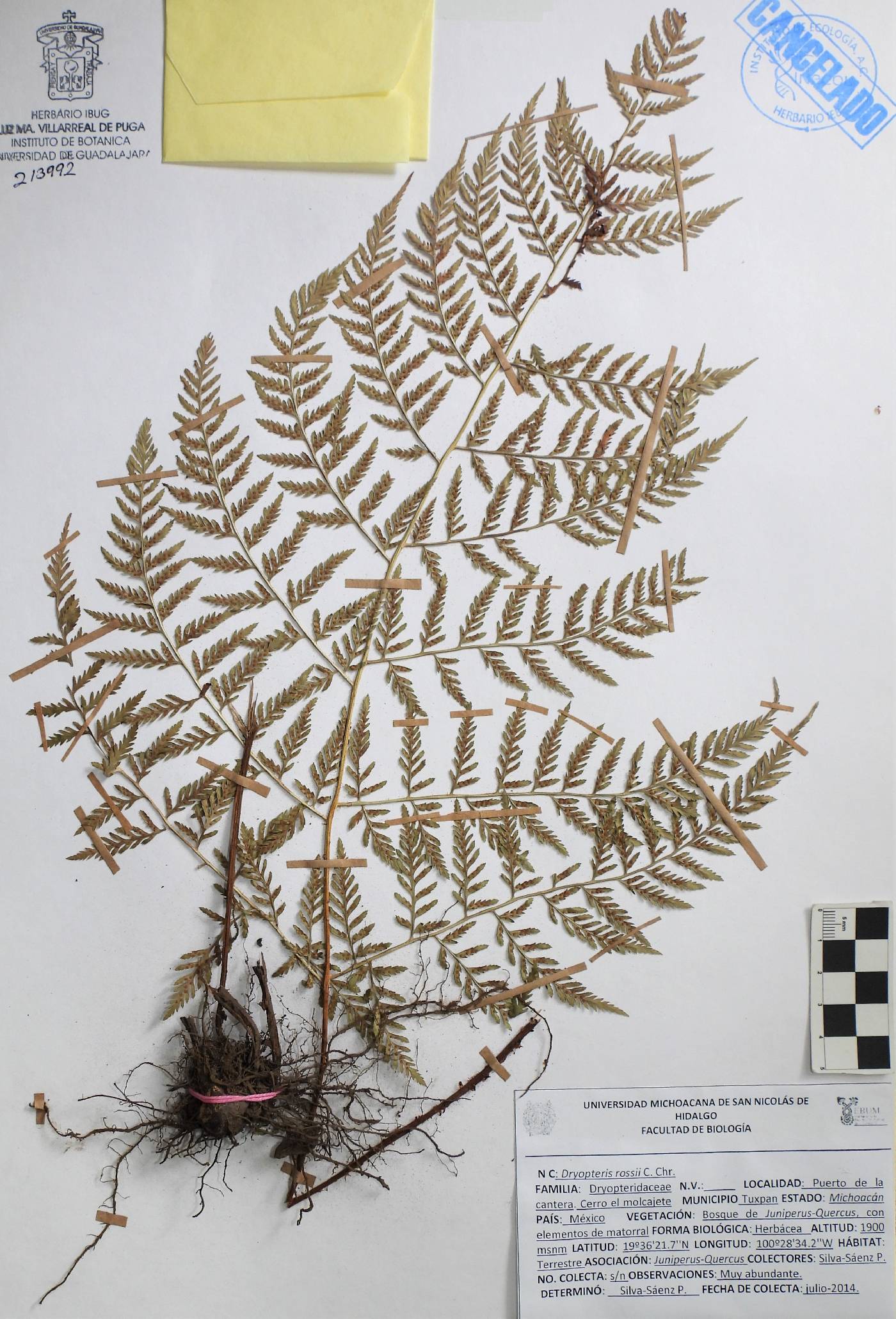 Dryopteris rossii image