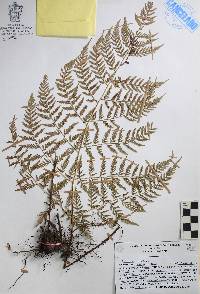 Dryopteris rossii image