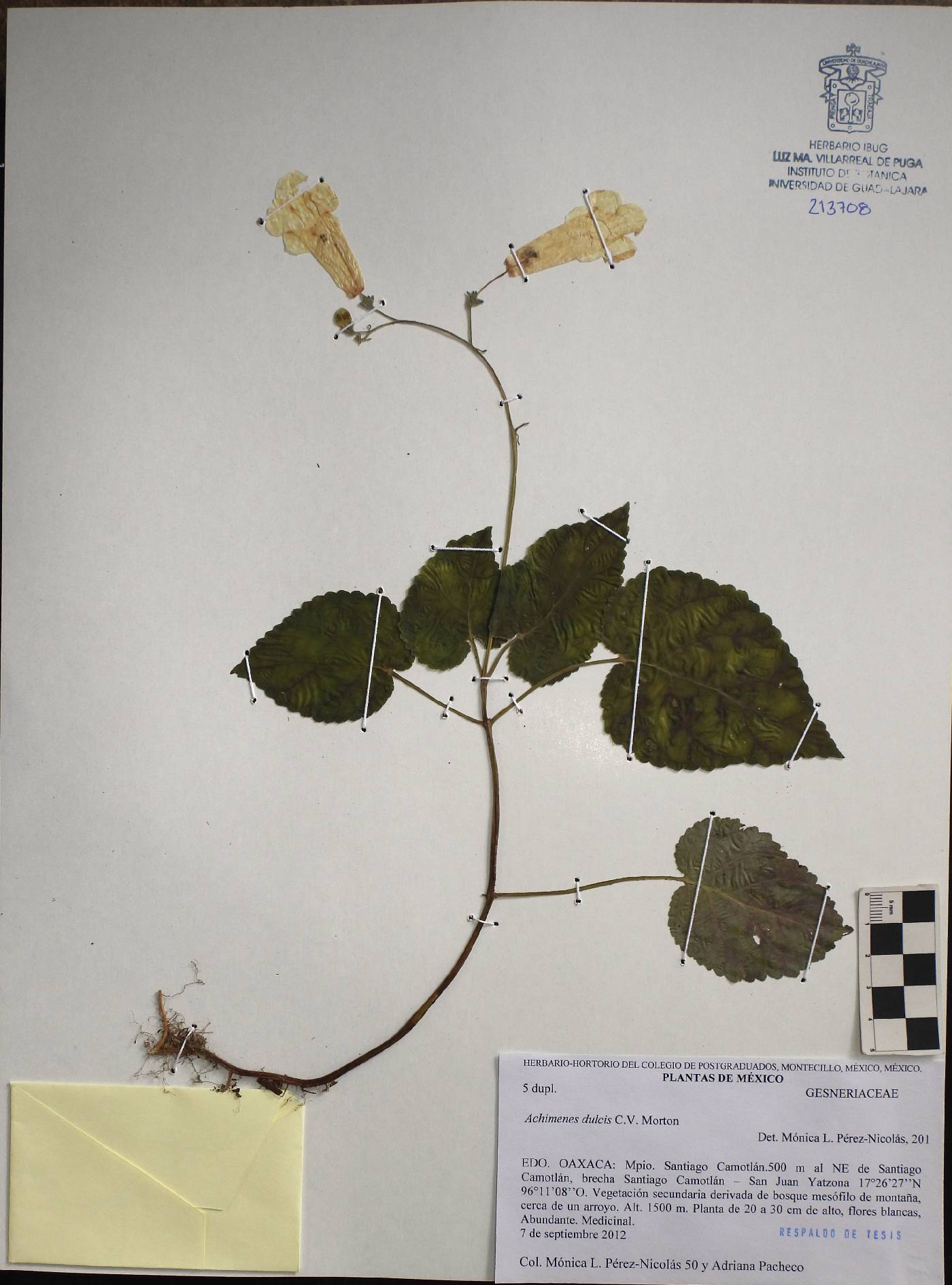 Achimenes dulcis image